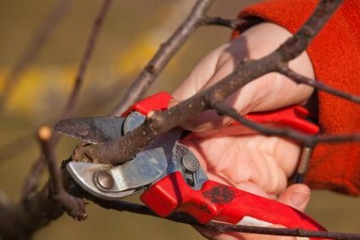 Bild: Obstbaumschnitt